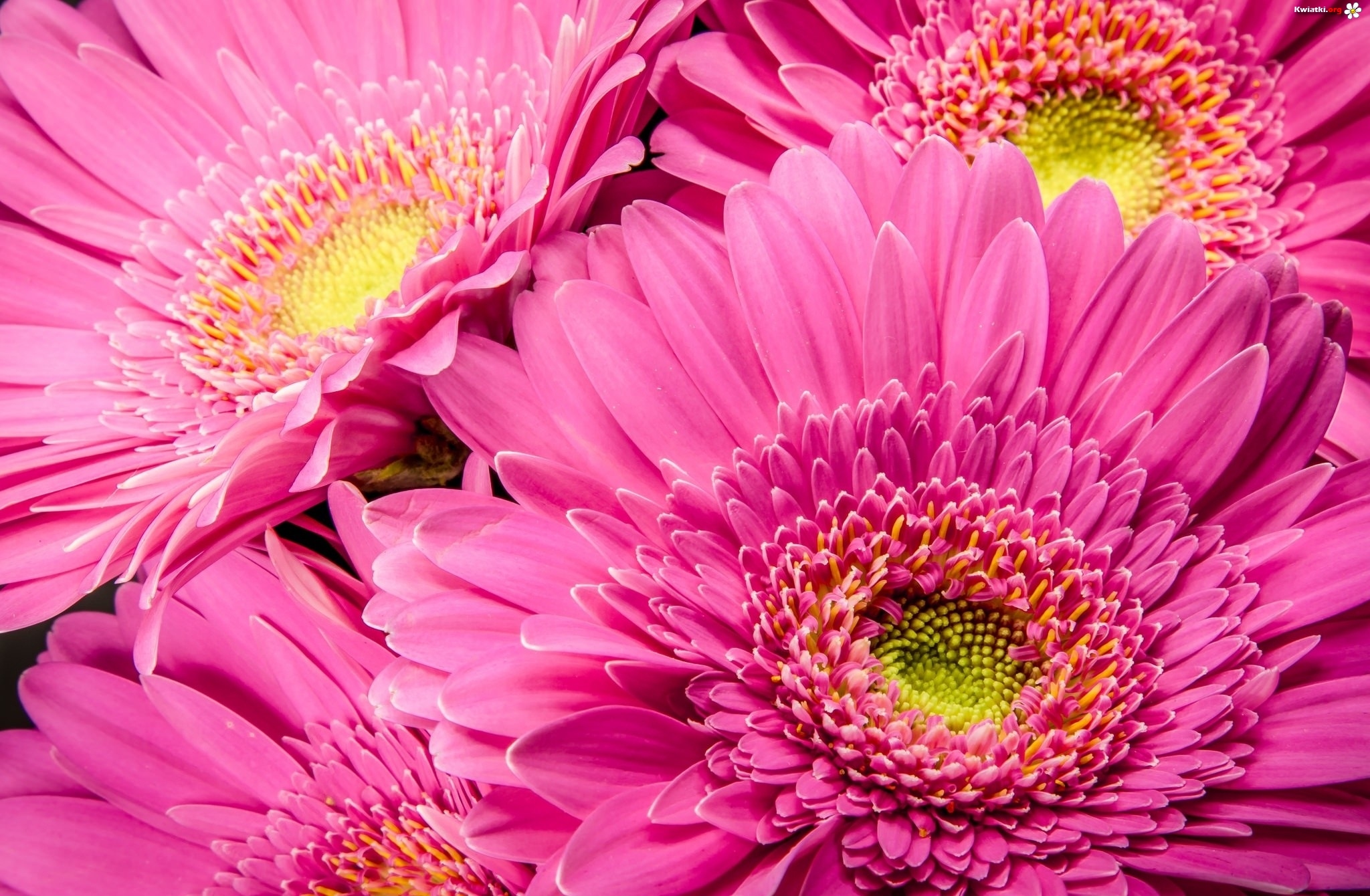 Cztery duże różowe gerbery